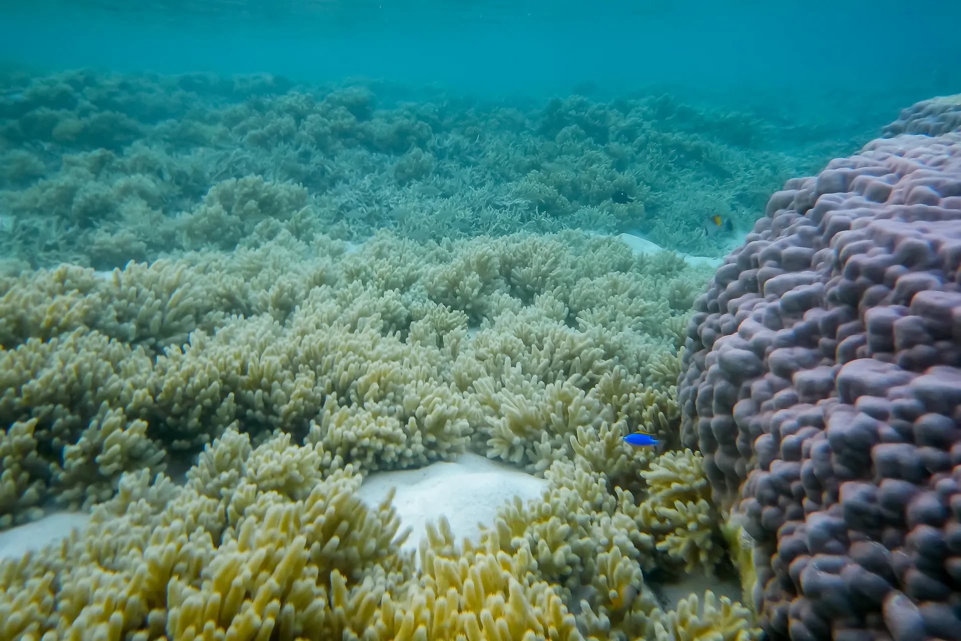 Colorful coral reef underwater at Nawesa Resort Vanuatu