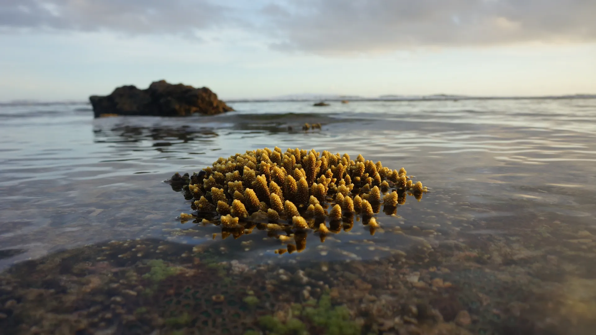 Vibrant coral formations in crystal clear waters near Nawesa Efate Island