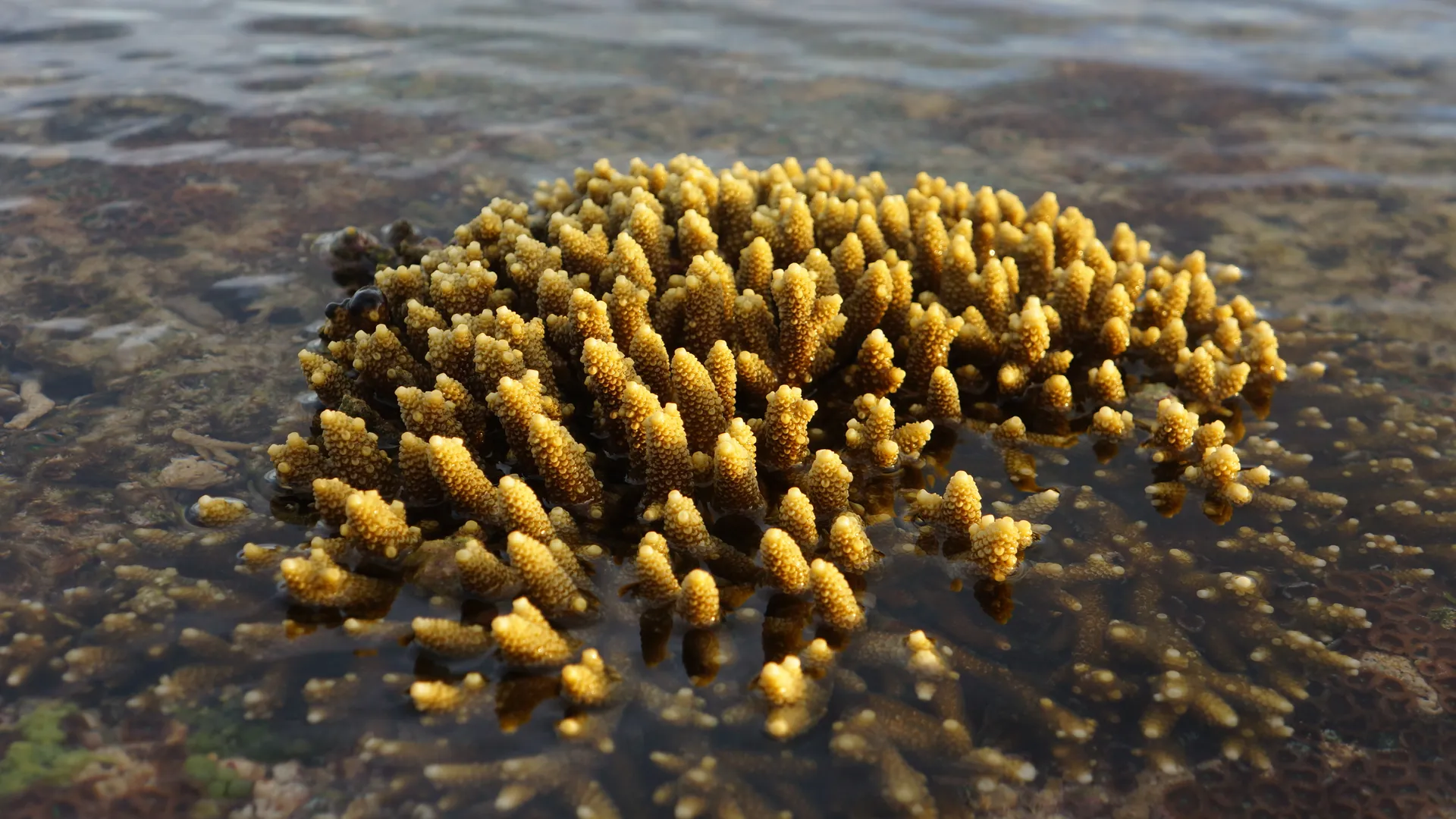 Beautiful underwater coral garden at Nawesa beachfront resort Vanuatu